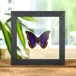 Minibeast Orange-spotted Prepona In Clear Glass Box Frame (Prepona deiphile brooksiana)