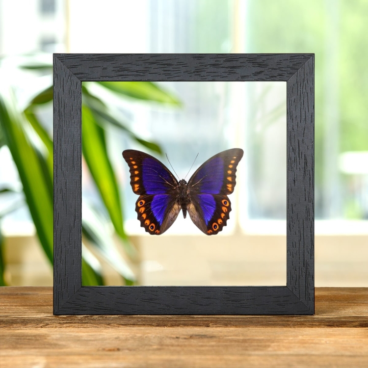 Orange-spotted Prepona In Clear Glass Box Frame (Prepona deiphile brooksiana)