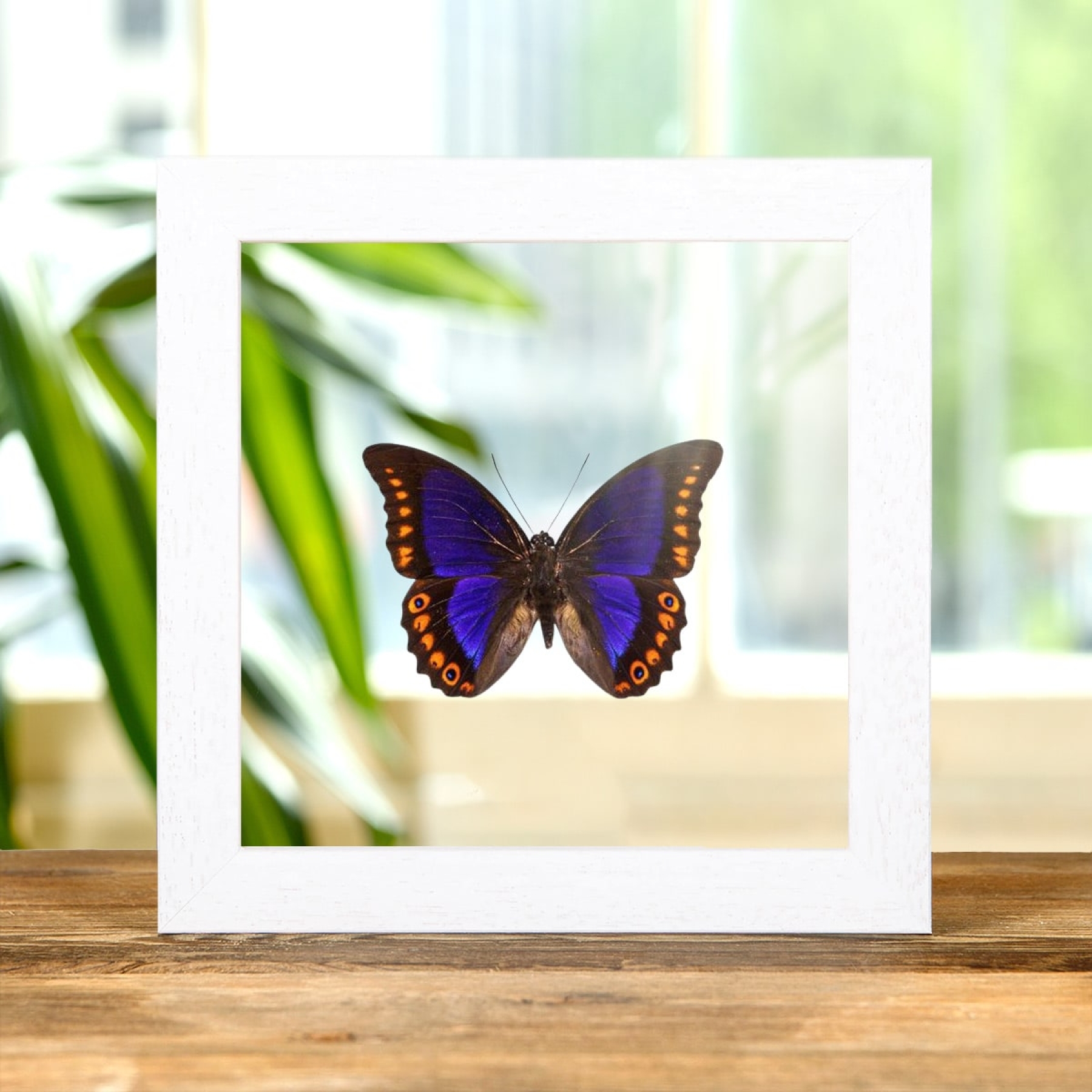 Orange-spotted Prepona In Clear Glass Box Frame (Prepona deiphile brooksiana)