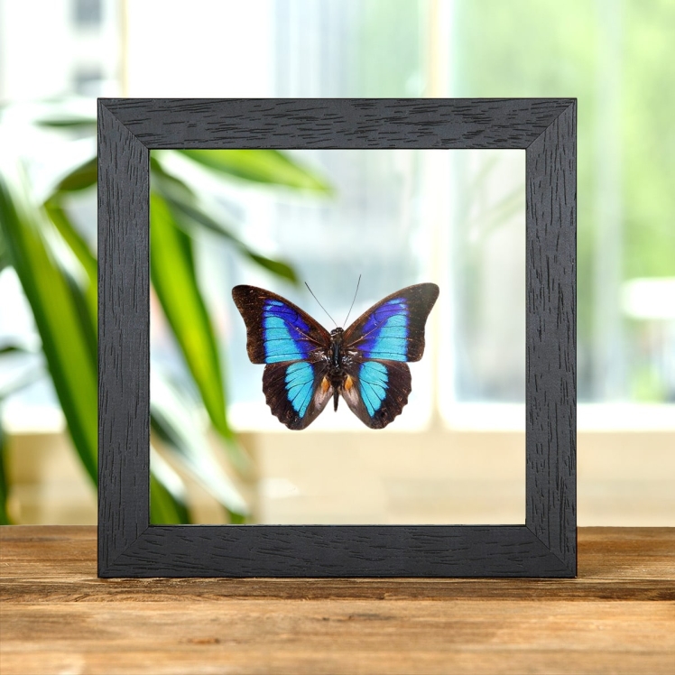 Shaded-blue Leafwing In Clear Glass Box Frame (Prepona Laertes octavia)