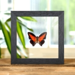 Minibeast Shining Red Charaxes In Clear Glass Box Frame (Charaxes zingha)