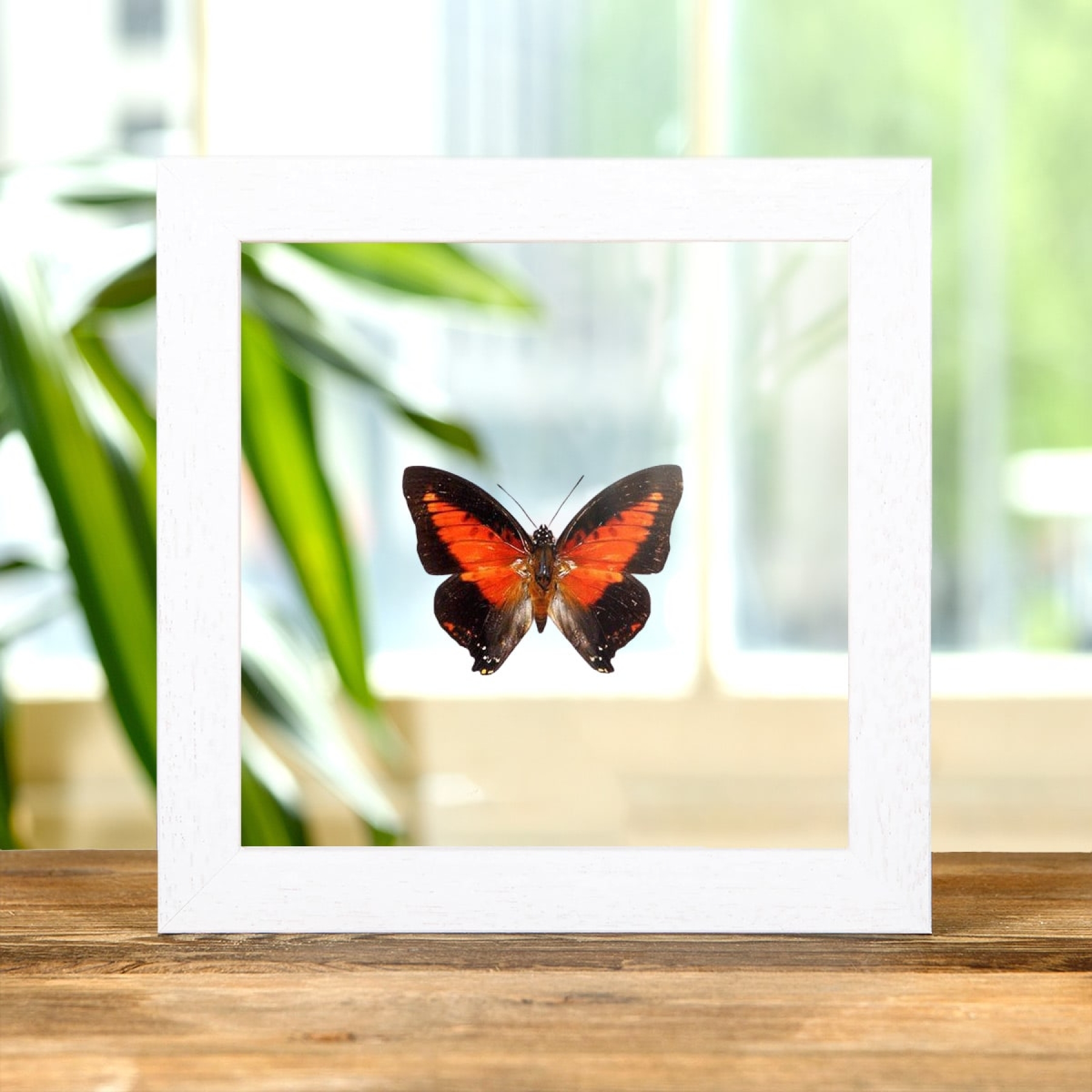 Shining Red Charaxes In Clear Glass Box Frame (Charaxes zingha)