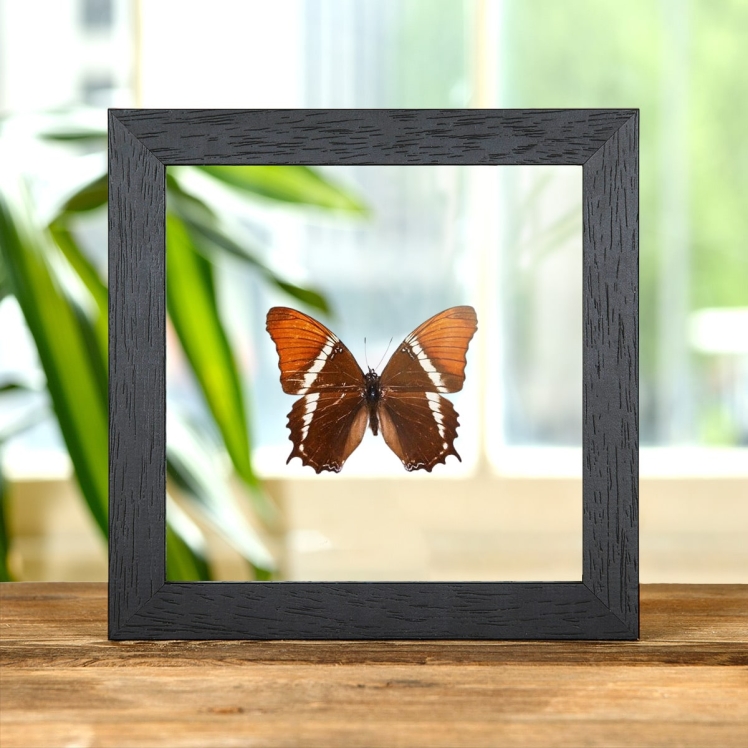 Rusty-tipped Page In Clear Glass Box Frame (Siproeta epaphus)