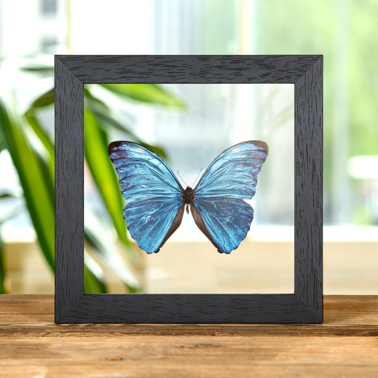 Morpho uraneis In Clear Glass Box Frame From Brazil