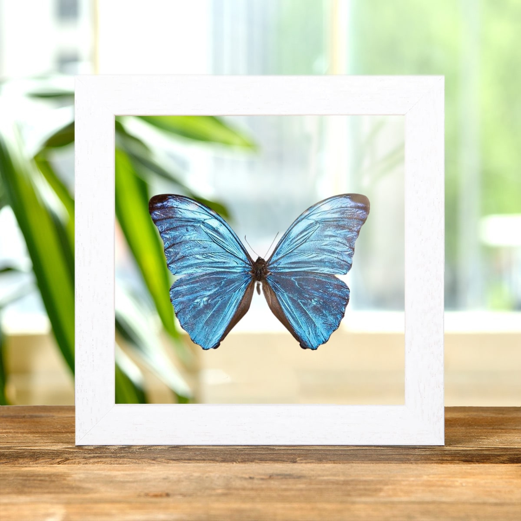 Morpho uraneis In Clear Glass Box Frame From Brazil Morpho uraneis In Clear Glass Box Frame From Brazil