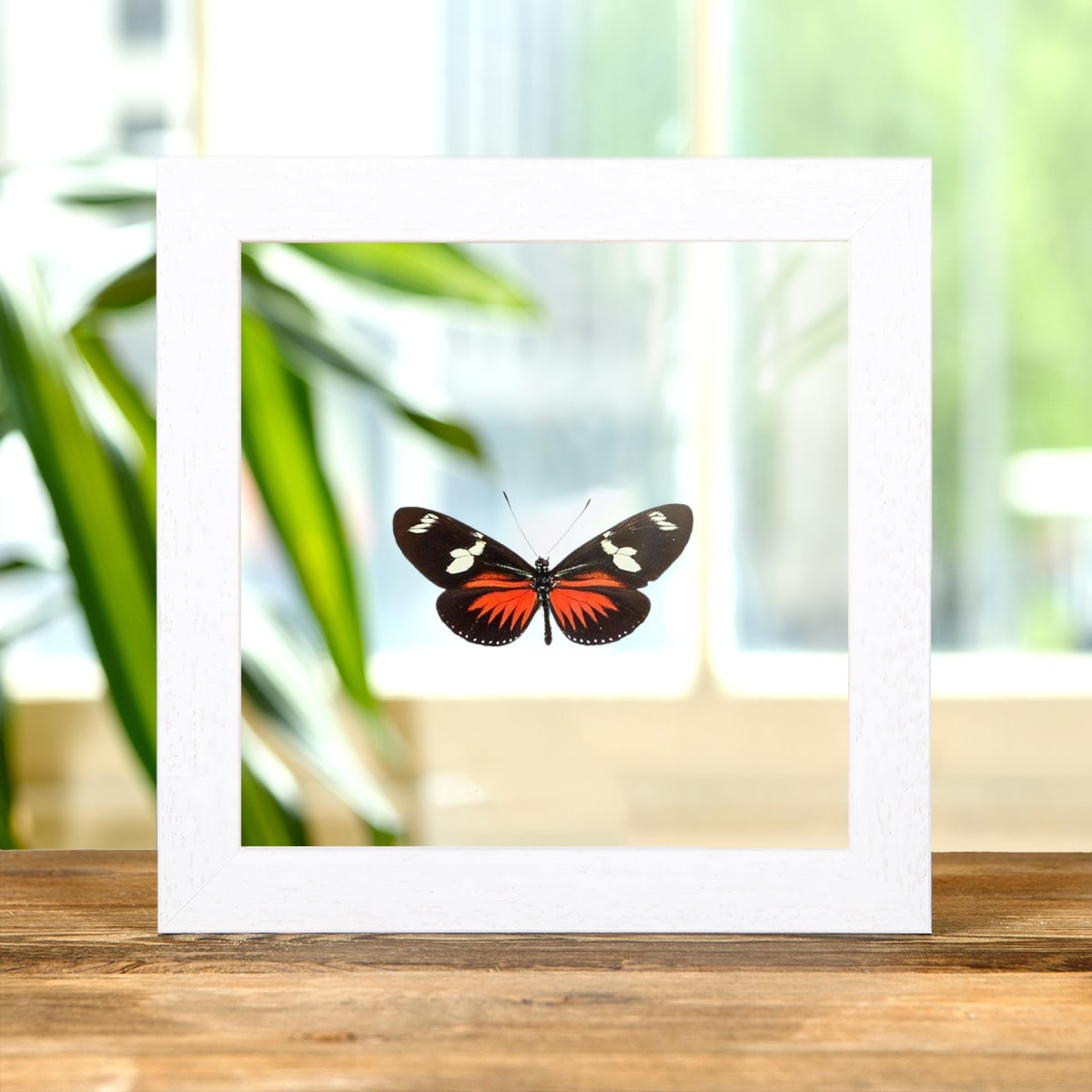 Doris Longwing In Clear Glass Box Frame (Heliconius doris)