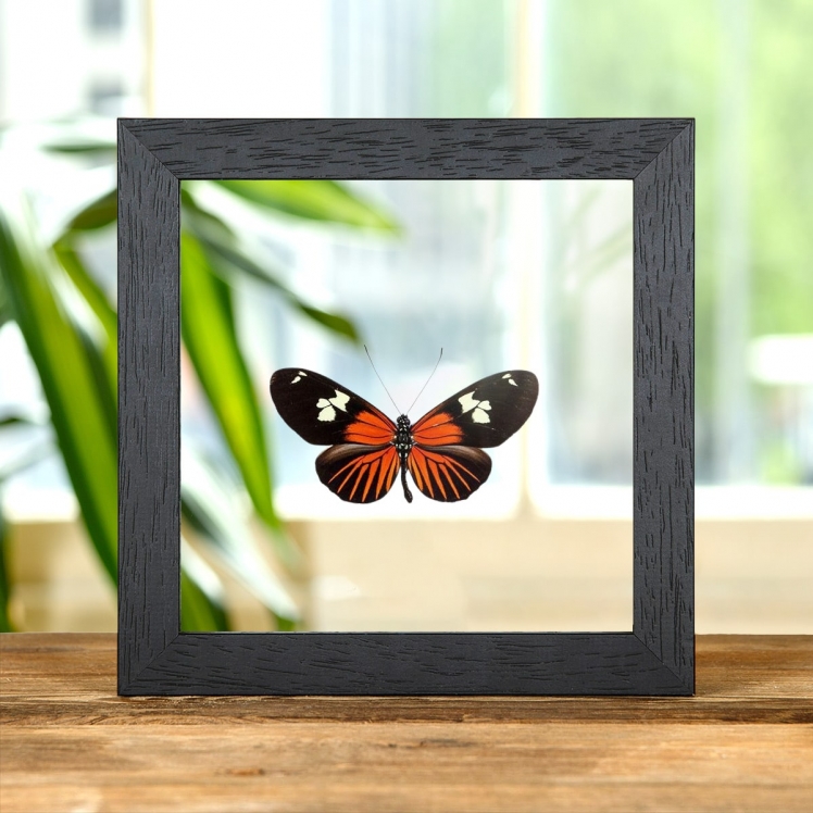 Burney's Longwing In Clear Glass Box Frame (Heliconius burneyi) Burney's Longwing In Clear Glass Box Frame (Heliconius burneyi)