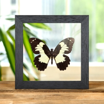 Papilio euchenor In Clear Glass Box Frame From Papua New Guinea
