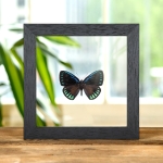 Minibeast The Debora Cyadian In Clear Glass Box Frame (Eumaeus debora)