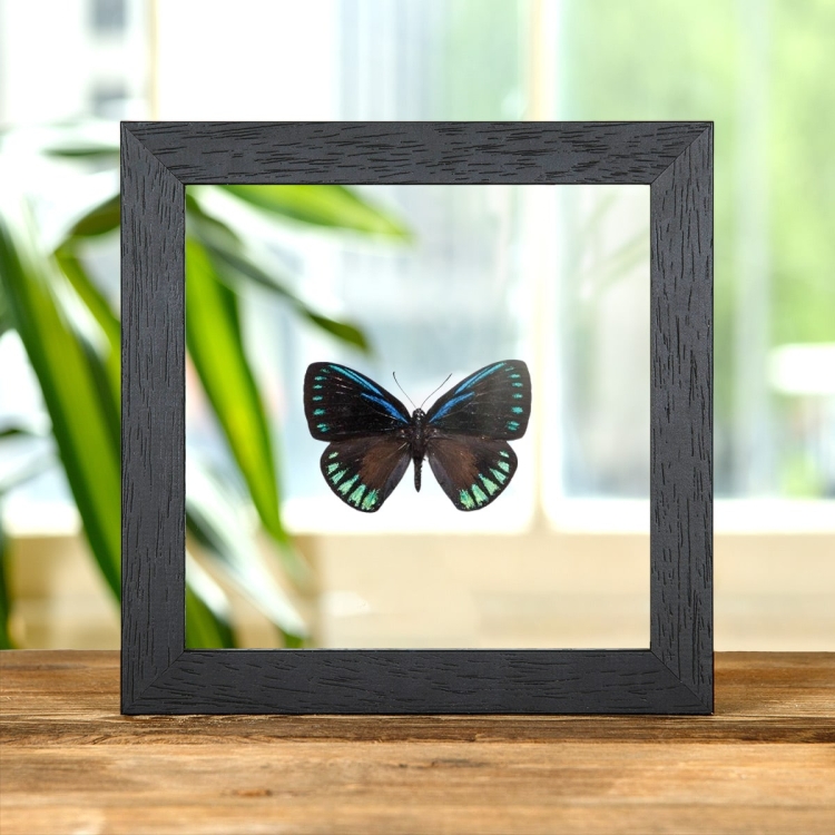 The Debora Cyadian In Clear Glass Box Frame (Eumaeus debora)