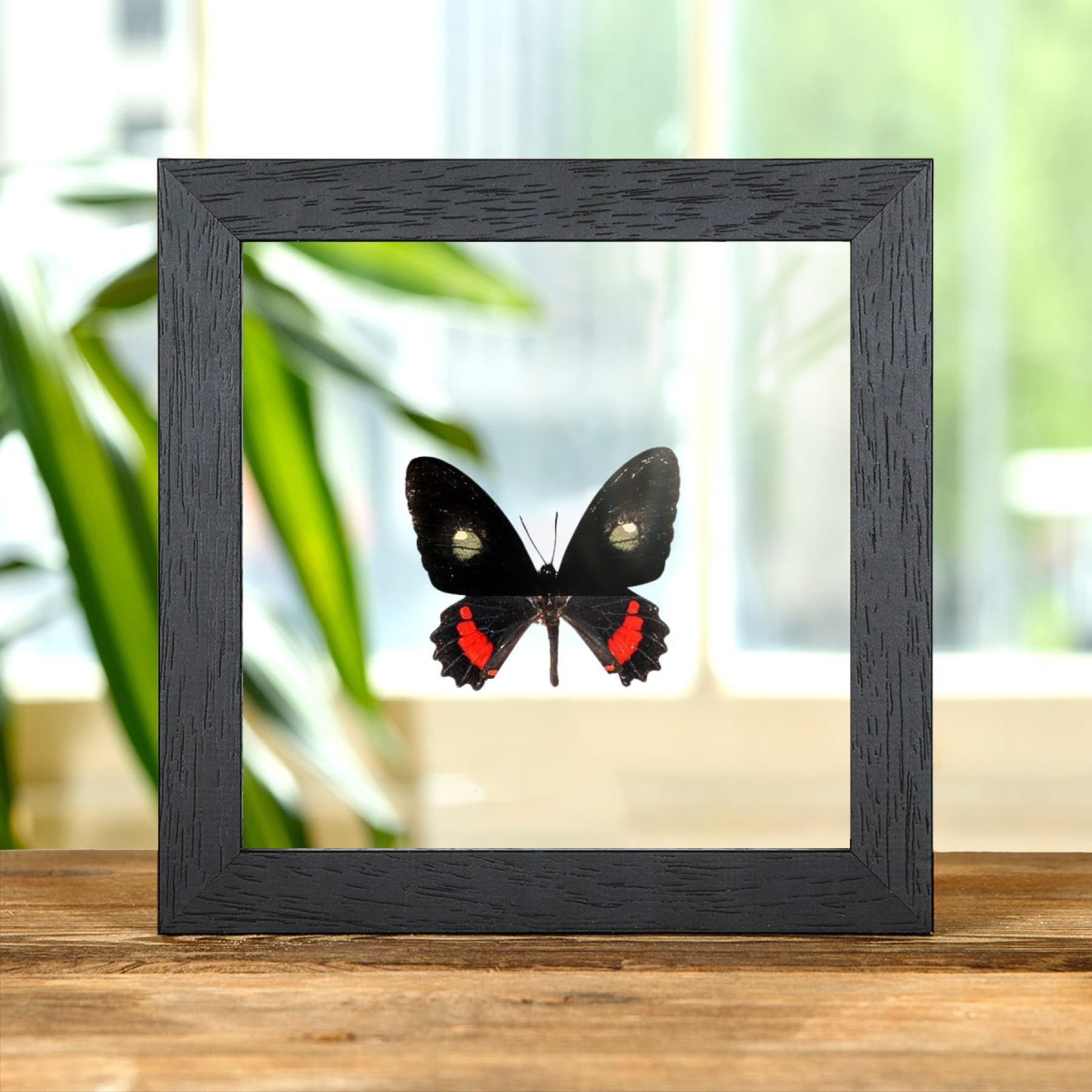 Minibeast Transandean Cattleheart In Clear Glass Box Frame (Parides iphidamas)