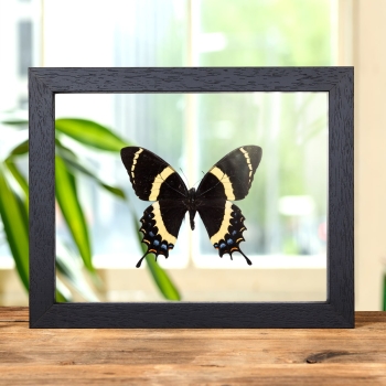 Magnificent Swallowtail In Clear Glass Box Frame (Papilio garamas)