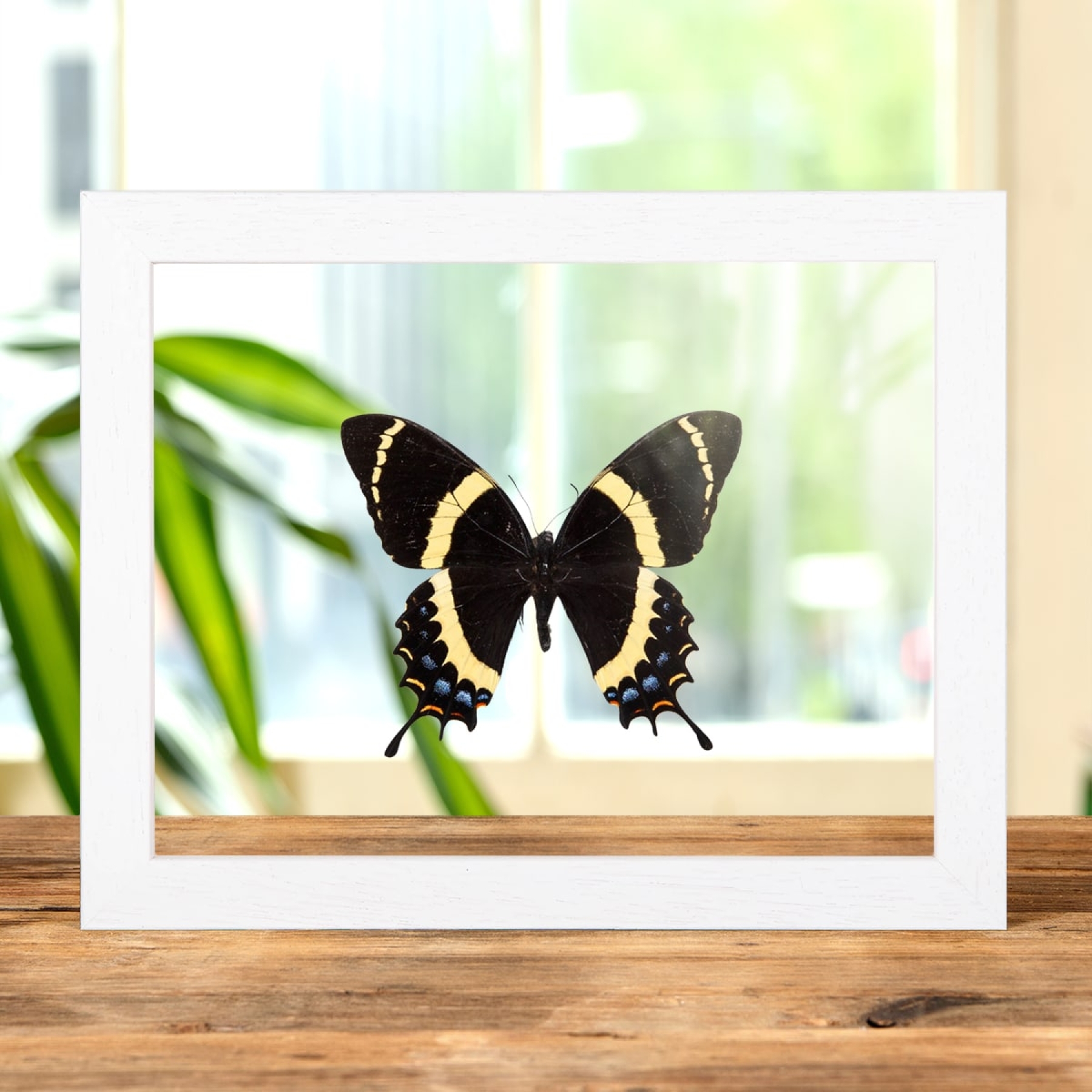 Minibeast Magnificent Swallowtail In Clear Glass Box Frame (Papilio garamas)