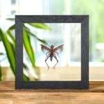 Minibeast Blue Short-horned Grasshopper In Clear Glass Box Frame (Coloracris azureus)