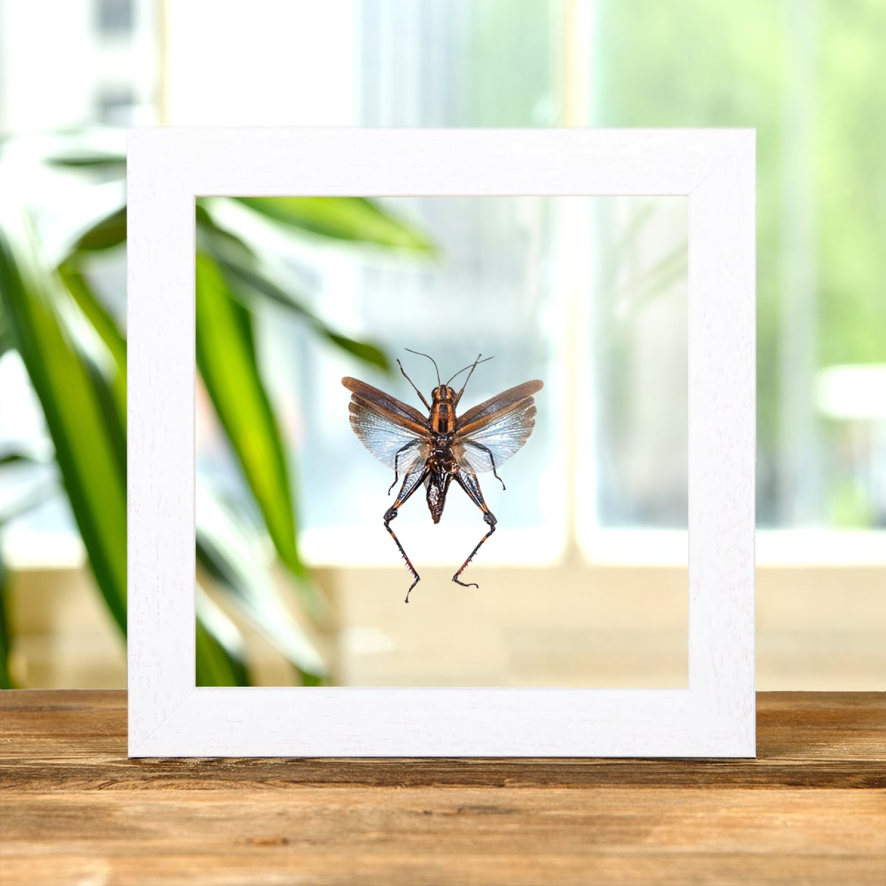 Blue Short-horned Grasshopper In Clear Glass Box Frame (Coloracris azureus)