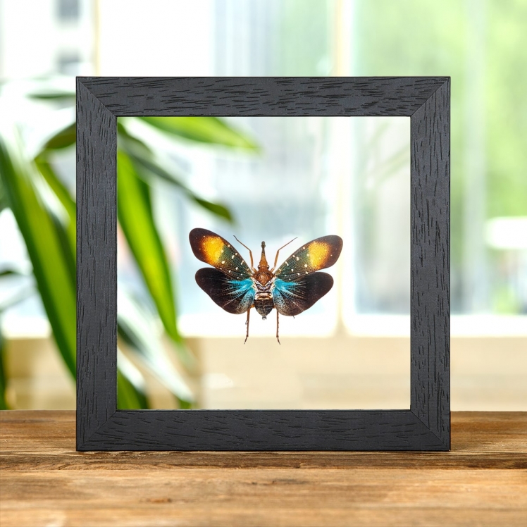 Planthopper In Clear Glass Box Frame (Pyrops gunji) Planthopper In Clear Glass Box Frame (Pyrops gunji)