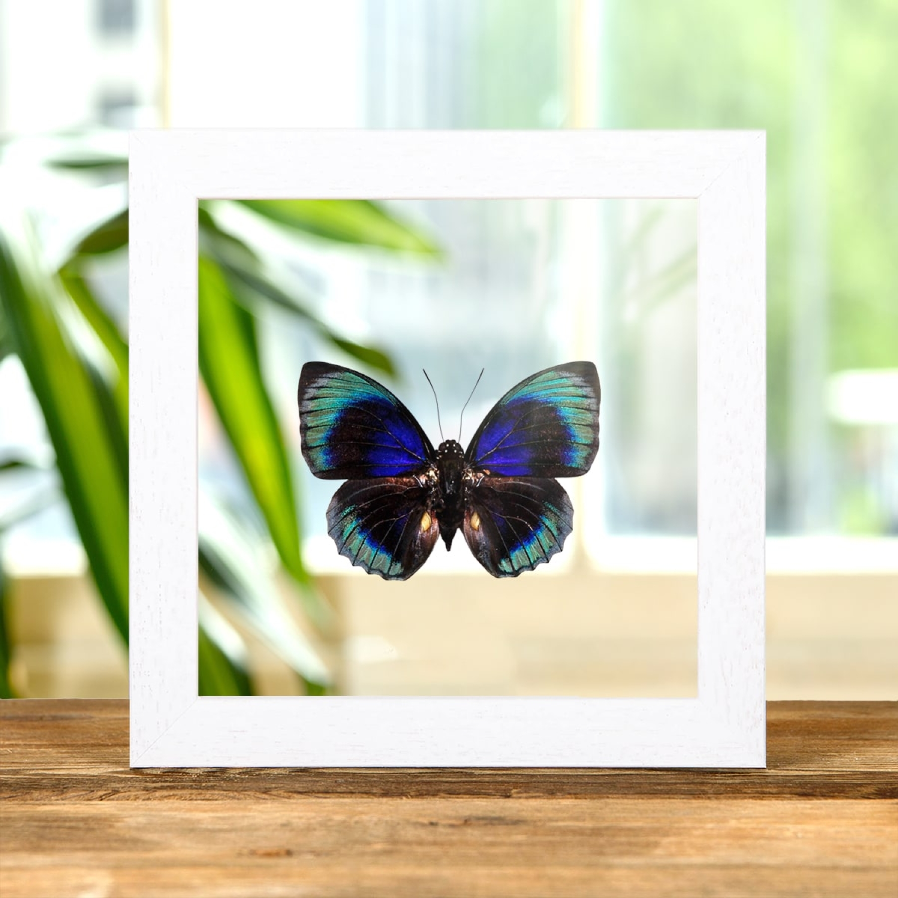 Agrias Butterfly In Clear Glass Box Frame (Agrias beata beatifica)