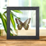 Minibeast The Clipper Butterfly In Clear Glass Box Frame (Parthenos sylvia apicalis)