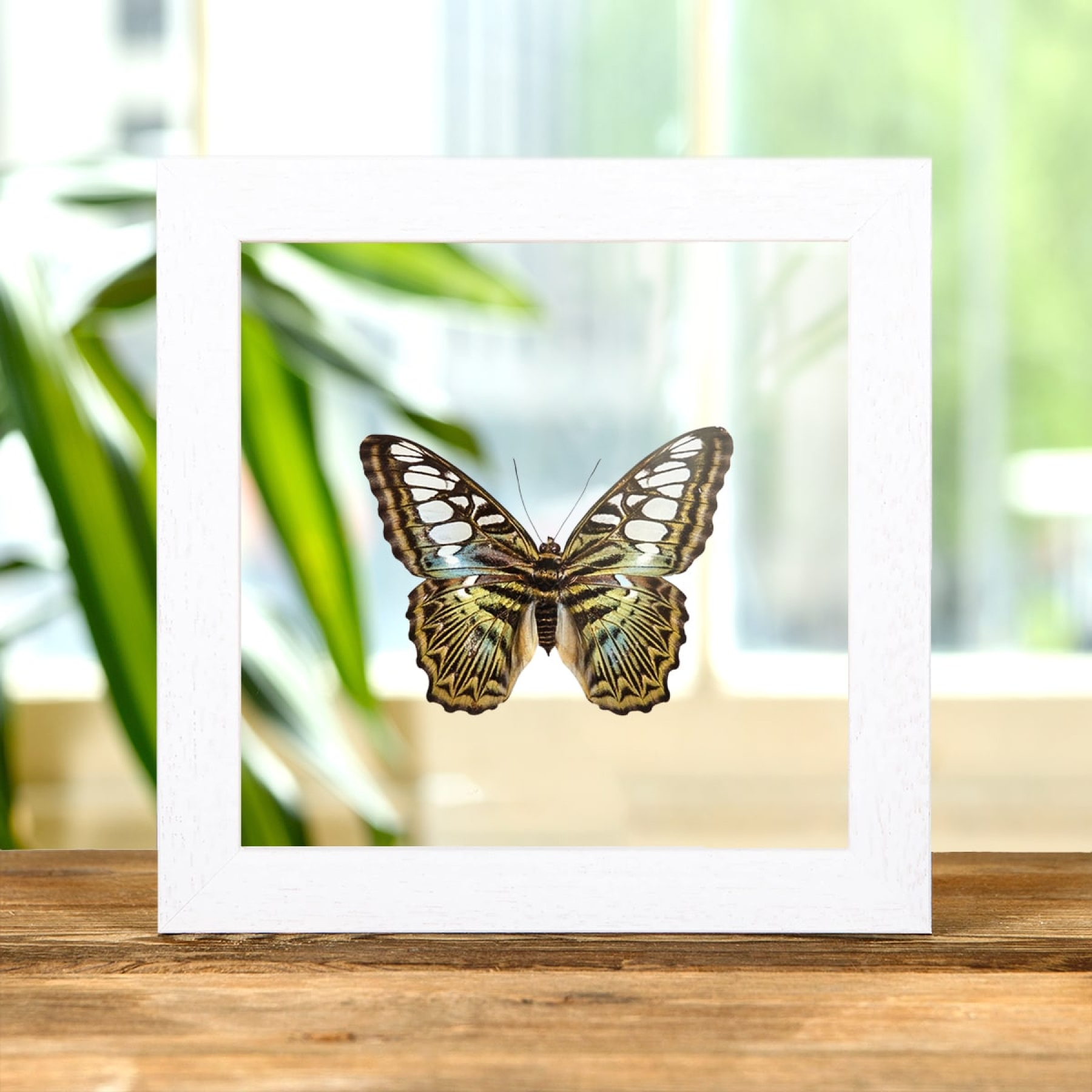 The Clipper Butterfly In Clear Glass Box Frame (Parthenos sylvia apicalis)