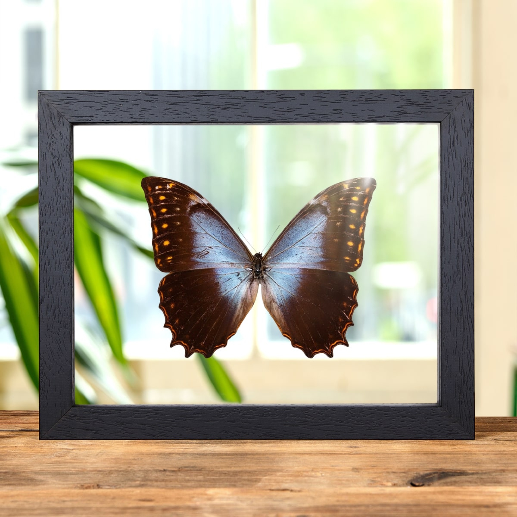 Minibeast Theseus Morpho In Clear Glass Box Frame (Morpho theseus schewetzeri)