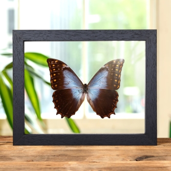 Theseus Morpho In Clear Glass Box Frame (Morpho theseus schewetzeri)