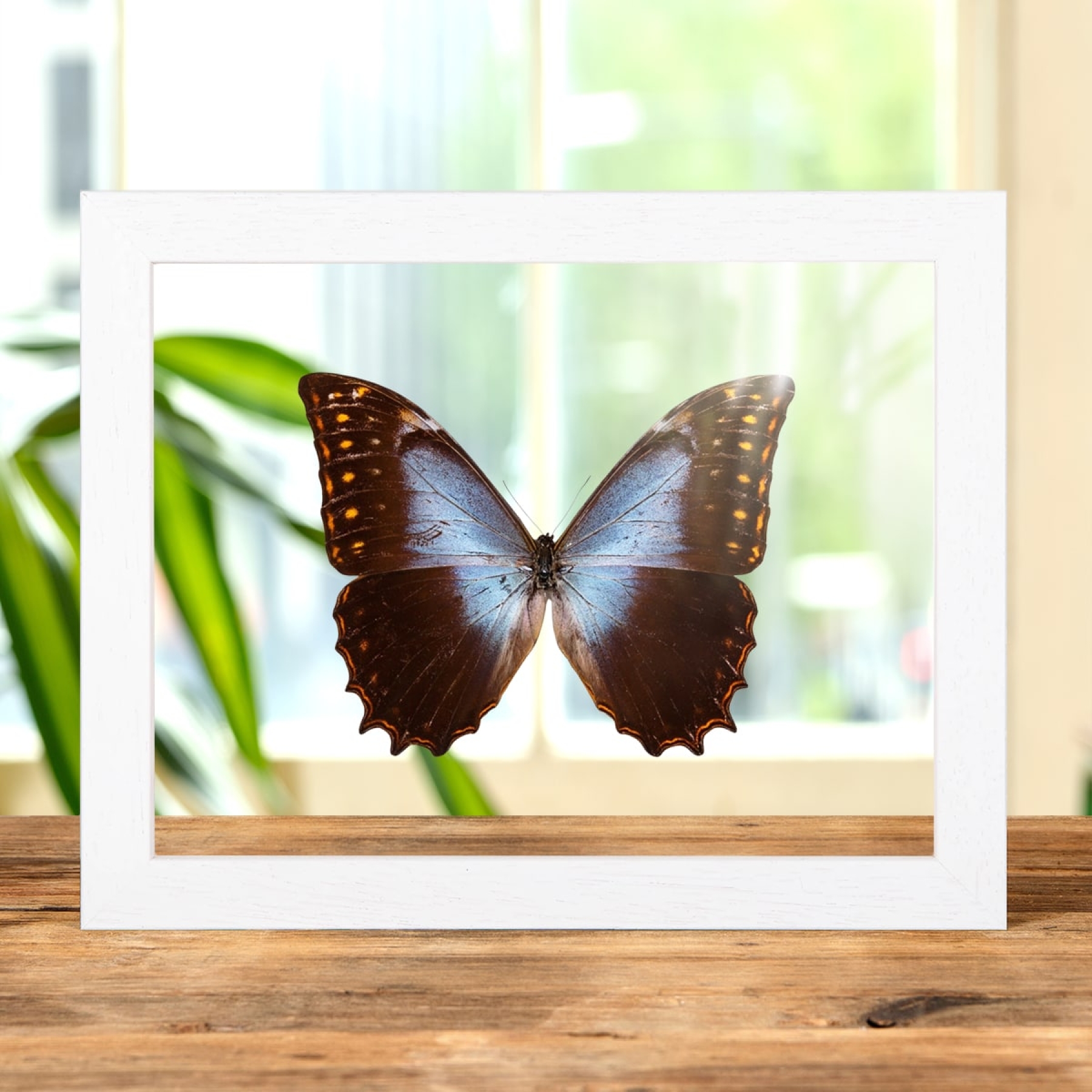 Minibeast Theseus Morpho In Clear Glass Box Frame (Morpho theseus schewetzeri)