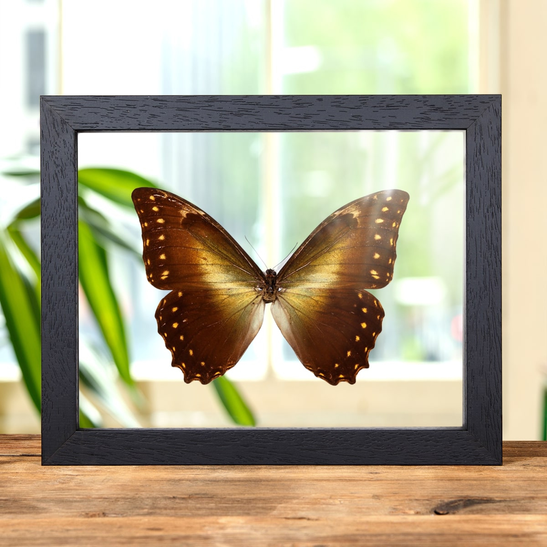 Minibeast Hercules Morpho In Clear Glass Box Frame (Morpho hercules diadema)
