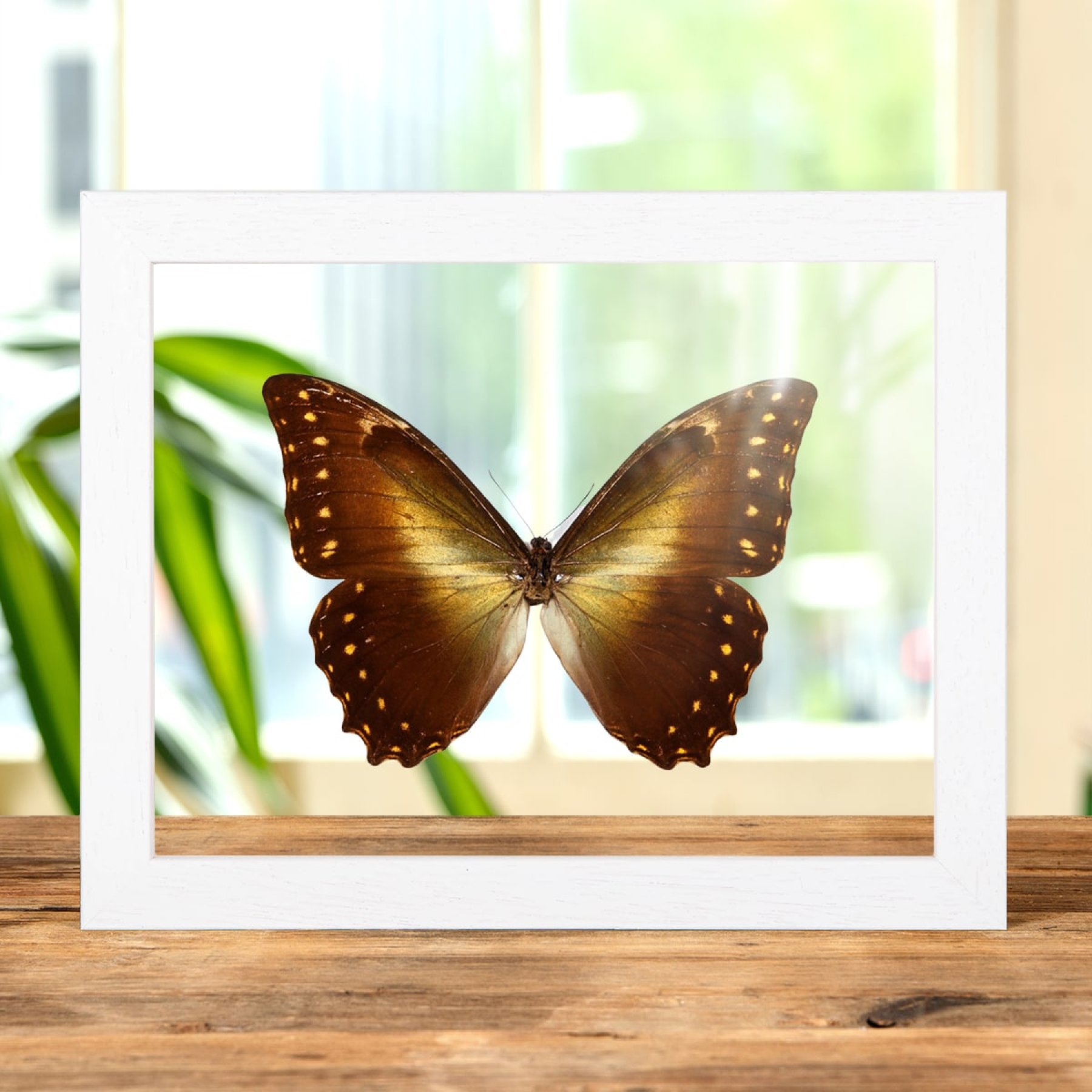 Minibeast Hercules Morpho In Clear Glass Box Frame (Morpho hercules diadema)