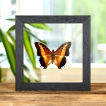 Minibeast Black-bordered Charaxes In Clear Glass Box Frame (Charaxes pollux)