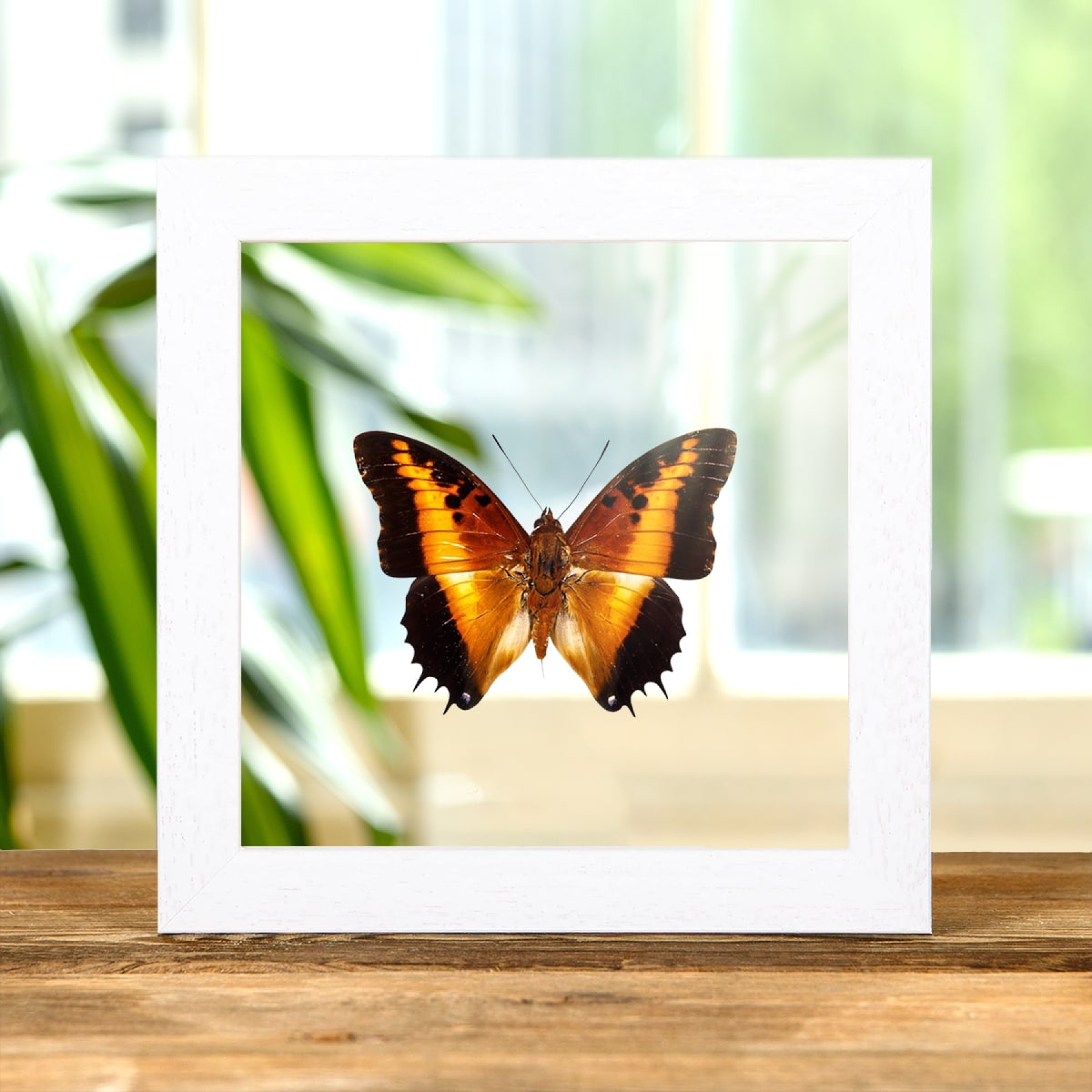 Black-bordered Charaxes In Clear Glass Box Frame (Charaxes pollux)