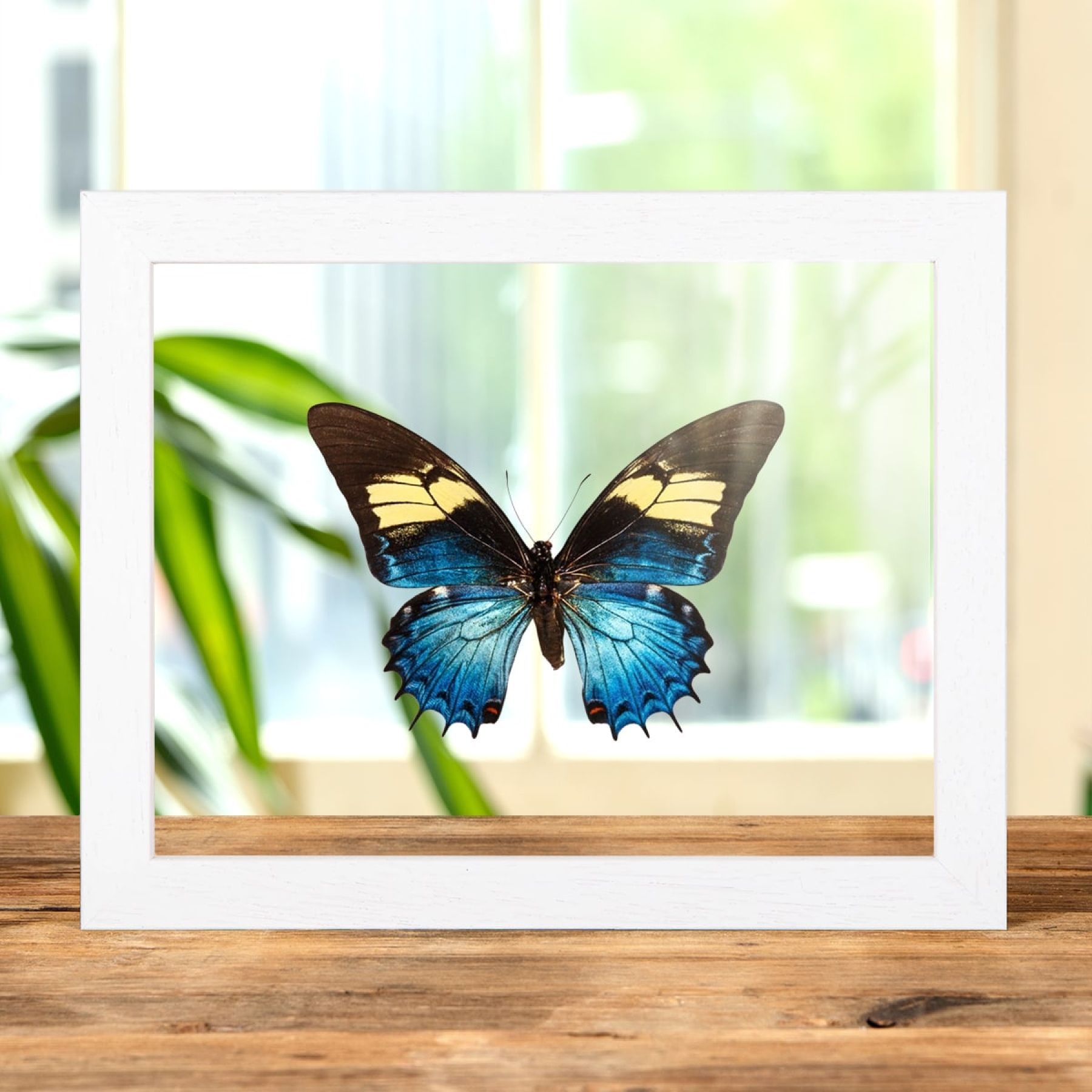 Minibeast Farfalla Regina Swallowtail Femmina in Cornice di Vetro Trasparente (Papilio androgeus)