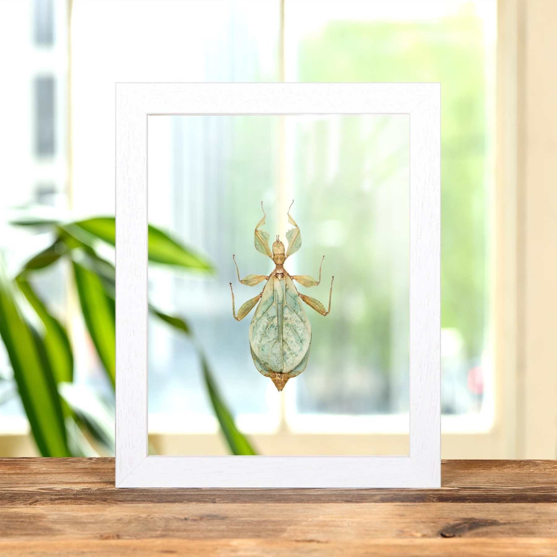Walking Leaf Insect In Clear Glass Box Frame (Phyllium letiranti)