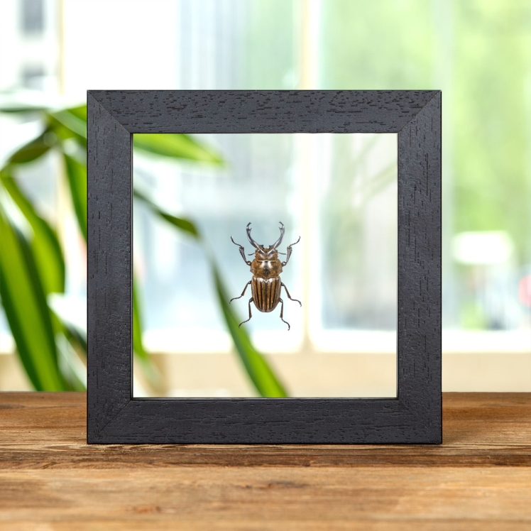 Calcodes striata In Clear Glass Box Frame From Sumatra