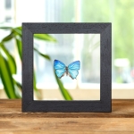Minibeast Arhopala araxes In Clear Glass Box Frame From Sulawesi