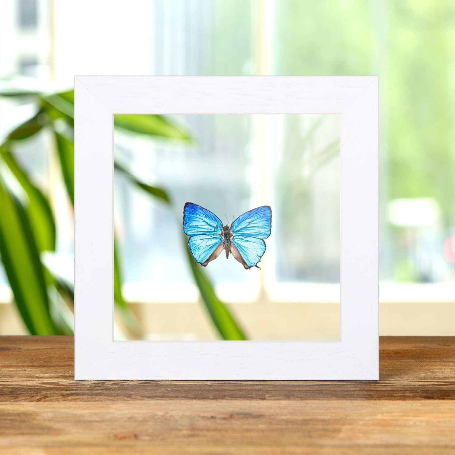 Arhopala araxes In Clear Glass Box Frame From Sulawesi