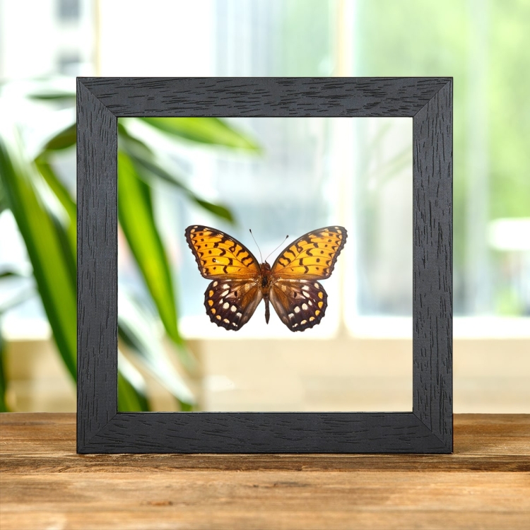 Regal Fritillary In Clear Glass Box Frame (Speyeria idalia)