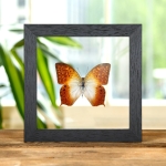 Minibeast Forest Pearl Charaxes In Clear Glass Box Frame (Charaxes fulvescens)