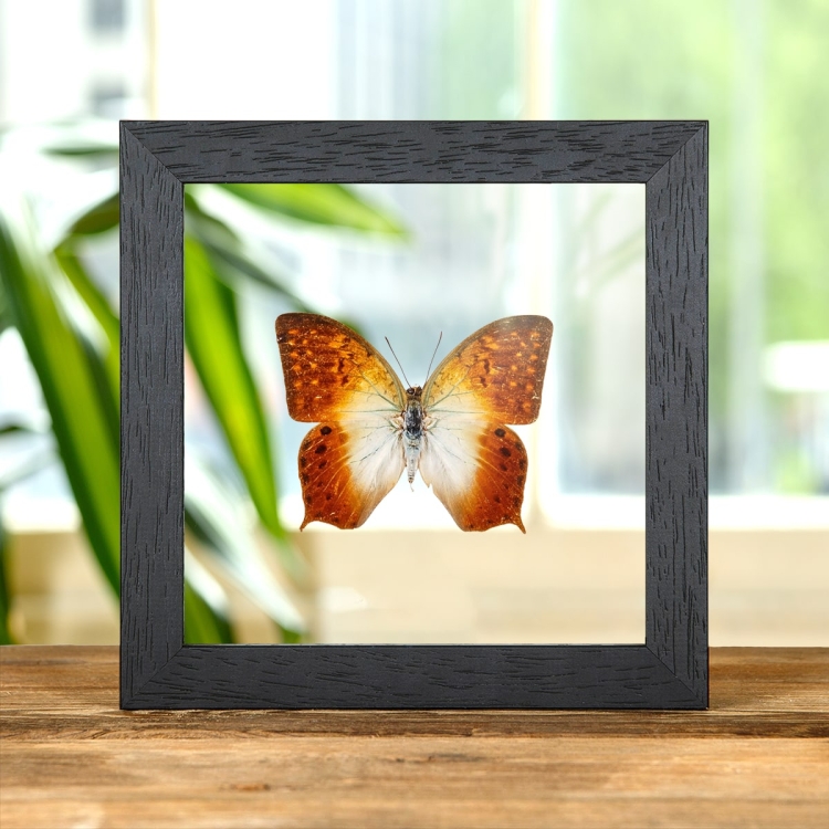 Forest Pearl Charaxes In Clear Glass Box Frame (Charaxes fulvescens)