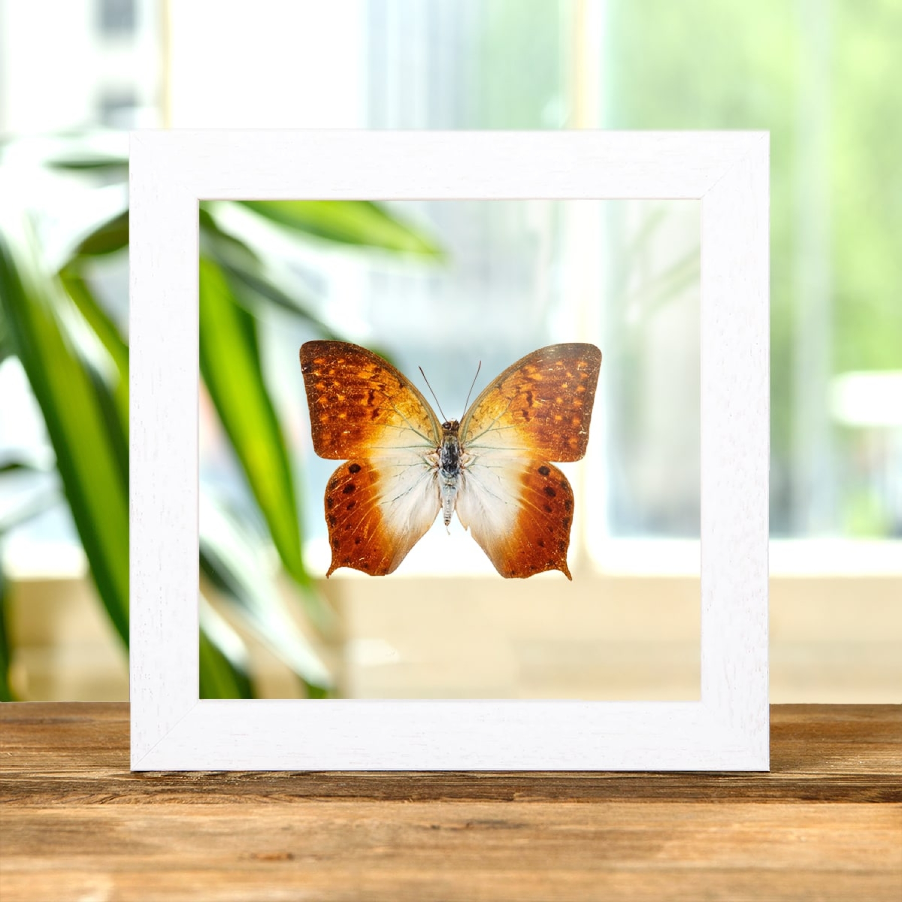 Forest Pearl Charaxes In Clear Glass Box Frame (Charaxes fulvescens)