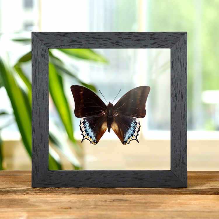 Charaxes eurialus In Clear Glass Box Frame From indonesia