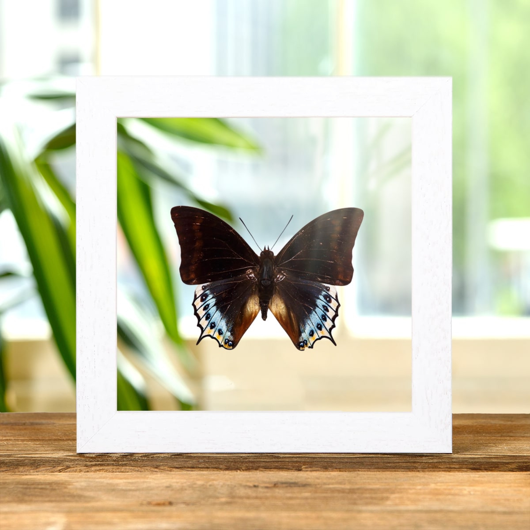 Charaxes eurialus In Clear Glass Box Frame From indonesia