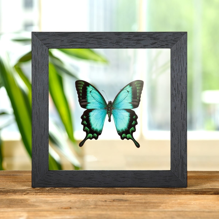 Sea Green Swallowtail In Clear Glass Box Frame (Papilio lorquinianus)