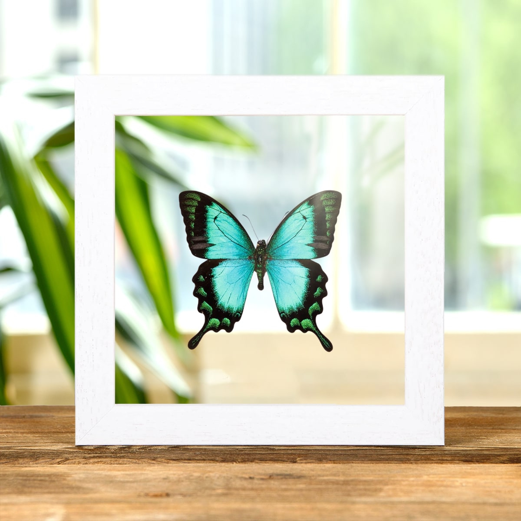 Sea Green Swallowtail In Clear Glass Box Frame (Papilio lorquinianus)