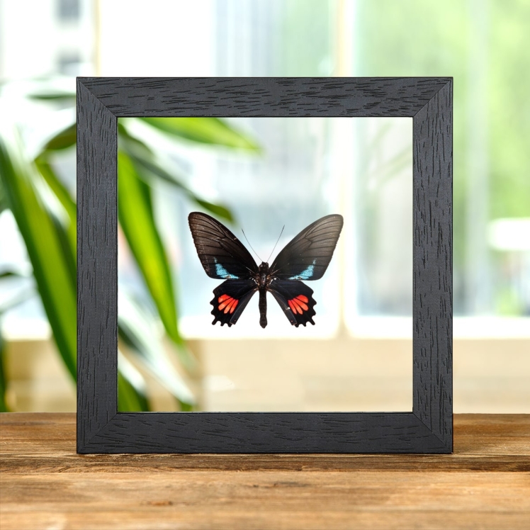 Lysander Cattleheart In Clear Glass Box Frame (Parides lysander brissonius)