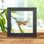 Minibeast Campylotes burmanus In Clear Glass Box Frame From Thailand