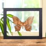 Minibeast Imbrasia epimethea Moth In Clear Glass Box Frame From Calabar Coast