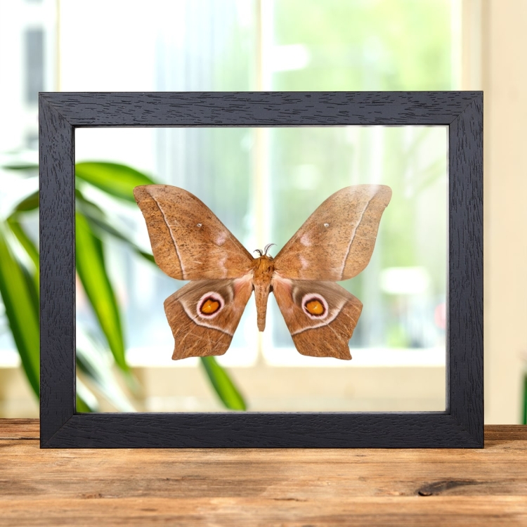 Imbrasia epimethea Moth In Clear Glass Box Frame From Calabar Coast