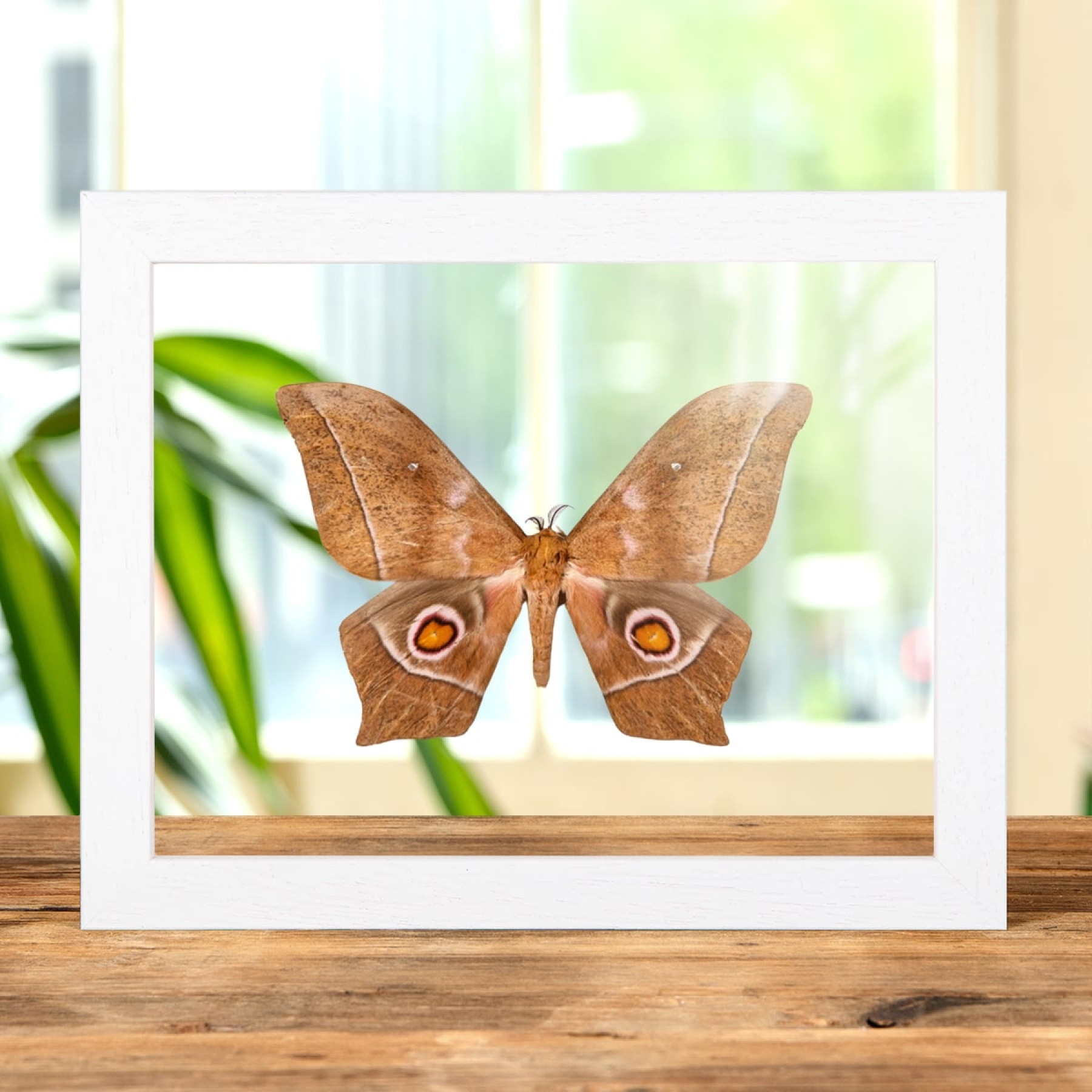 Imbrasia epimethea Moth In Clear Glass Box Frame From Calabar Coast