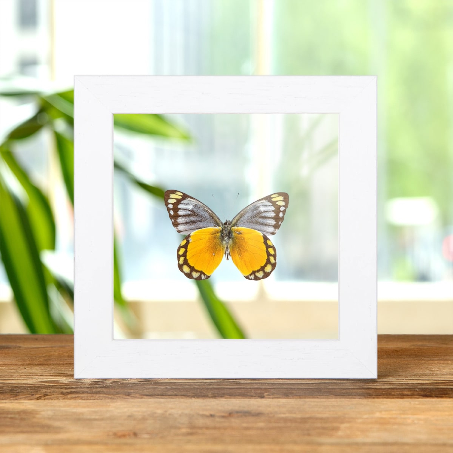 Delias melusina Butterfly In Clear Glass Box Frame From Sulawesi