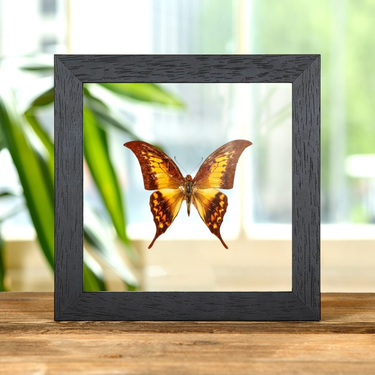 Yellow Gorgon Butterfly In Clear Glass Box Frame (Meandrusa payeni)